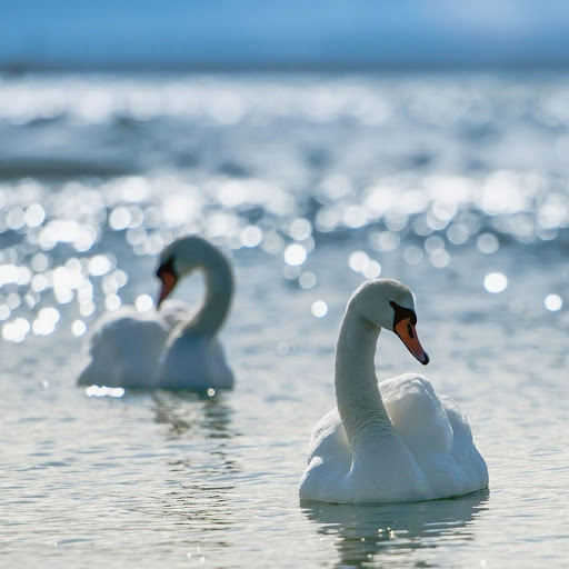 Hd-147800-ascw147800