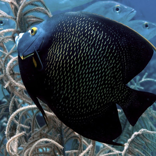 Hd-136500-ascw136500