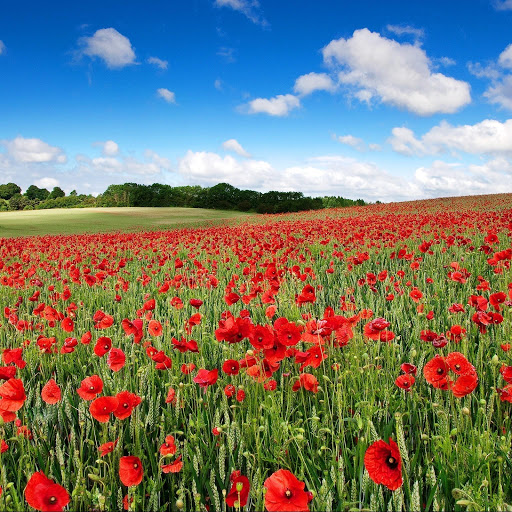 Hd-141714-ascw141714