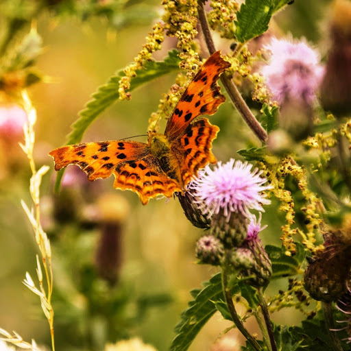 Hd-147570-ascw147570