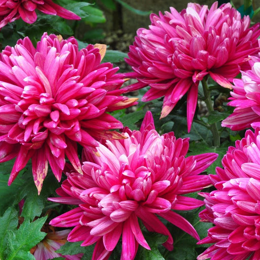 Hd-162034-ascw162034