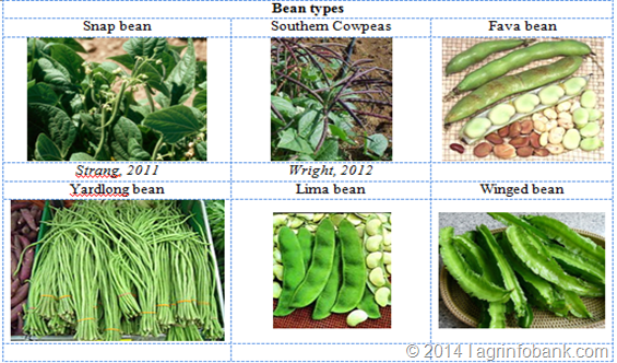 Runner beans 2025 in urdu