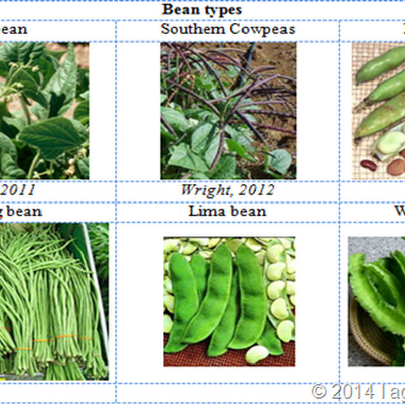 Broad Beans Meaning In Urdu Angel Vegetable