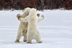 Dua Beruang Kutub