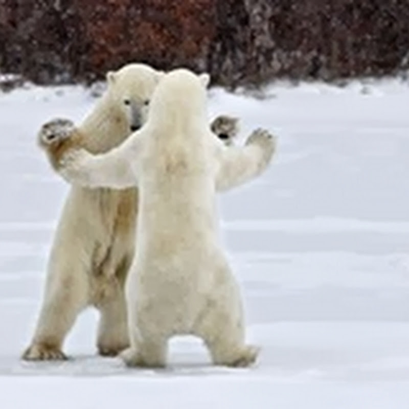 Dua Beruang Kutub | Saling Berpelukan