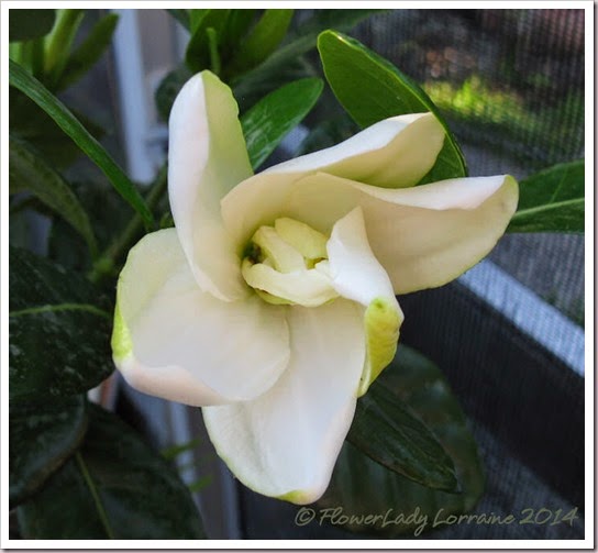 04-23-tahitian-gardenia
