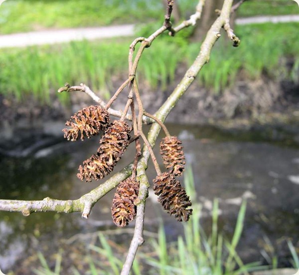 basilicata alnus-glutinosa1914