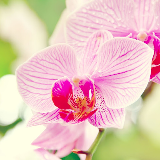 Hd-177662-ascw177662