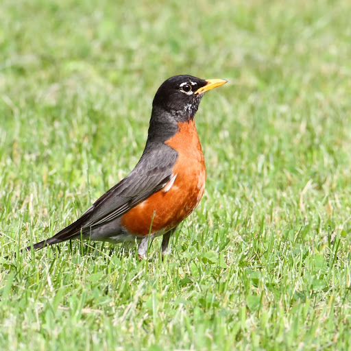 Hd-163663-ascw163663