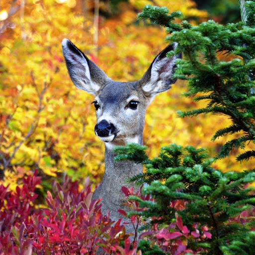 Hd-148318-ascw148318