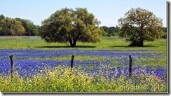 Springtime-in-the-Texas-Hill-Country[2]