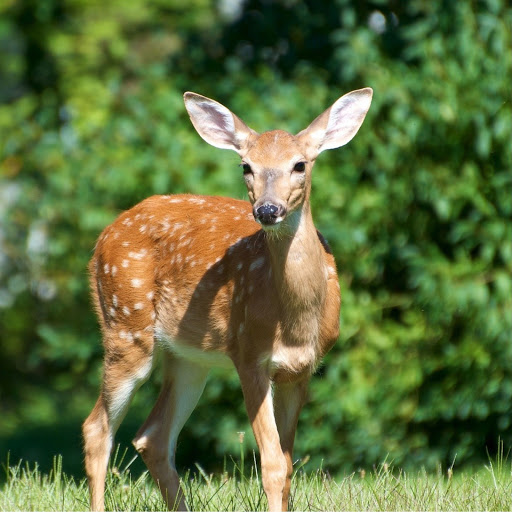 Hd-185822-ascw185822