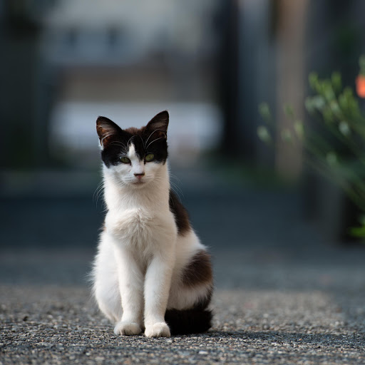 Hd-177861-ascw177861