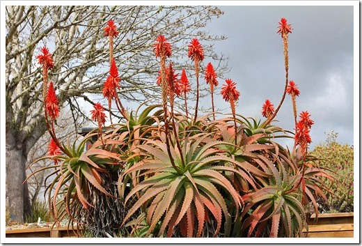 120211_UCSC_Arboretum_Aloe-arborescens_04