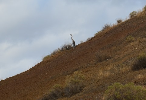 blue heron high above the John Day River at Cathedral Rock