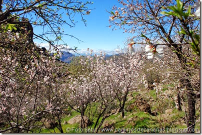 7446 La Goleta-La Candelilla(Almendros en Flor) 7446 La Goleta-La Candelilla(Almendros en Flor)