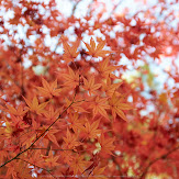 依水園,紅葉(PK3_0672,F4.5,53mm,K-3)2014yaotomi_.jpg