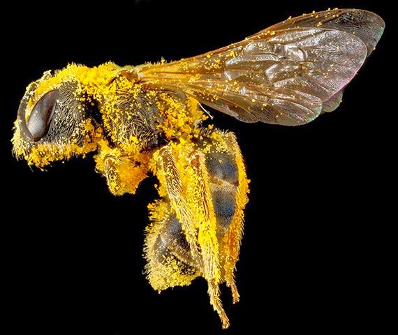 [Macro-photograph-of-bee-4-004%255B3%255D.jpg]