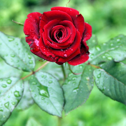 Hd-177300-ascw177300