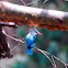 Kingfisher - Woodland Kingfisher