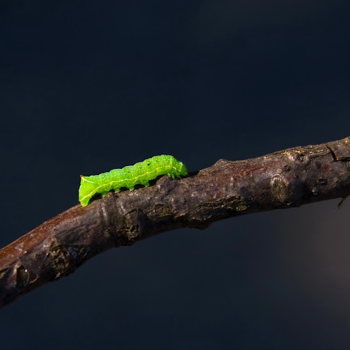 Hd-181315-ascw181315