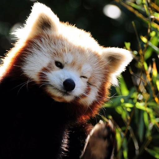 Hd-138128-ascw138128