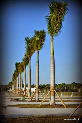 New Palm Trees