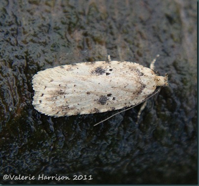 agonopterix-arenella-3