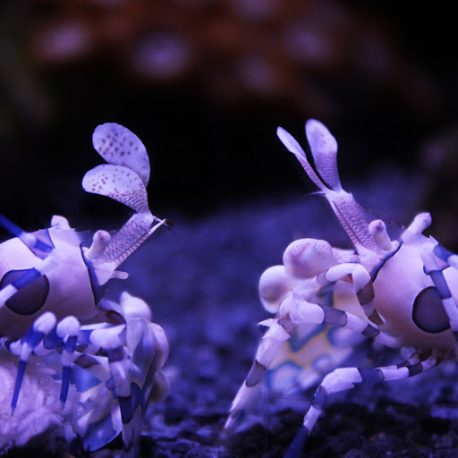 Hd-162619-ascw162619