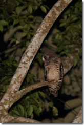 African Wood-Owl 