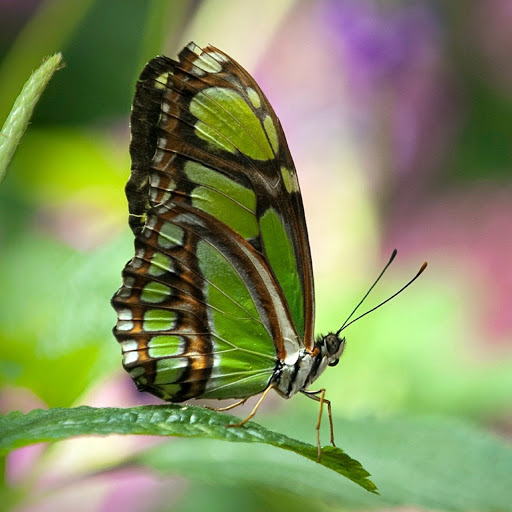 Hd-180204-ascw180204