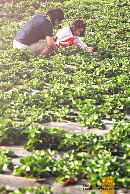 Mother and Daughter Picking Strawberries at La Trinidad's Strawberry Farm