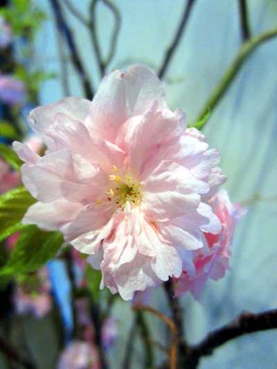 Spring wedding flowers - pink cherry blossom