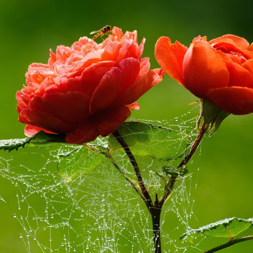 Hd-162470-ascw162470