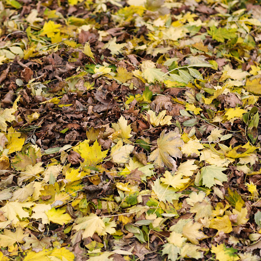 Hd-155773-ascw155773