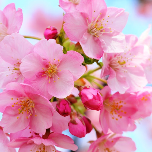 Hd-146666-ascw146666