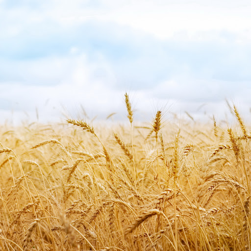 Hd-131036-ascw131036