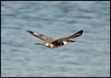 Birds - Kingfisher flying