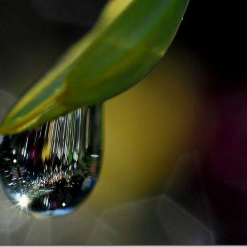 Todo un mundo en una gota de agua