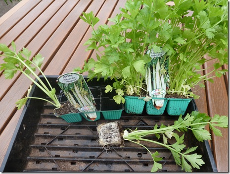 Seedlings whose crowns have over-grown their root volumes, and have survived only though continuous watering