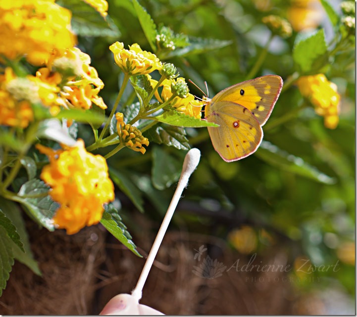 yellow butterfly drinking nectar from yellow lantana