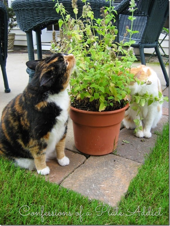 Catnip Catnip