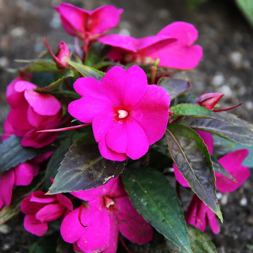 Hd-141216-ascw141216