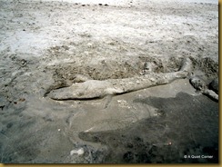 Sand Alligator