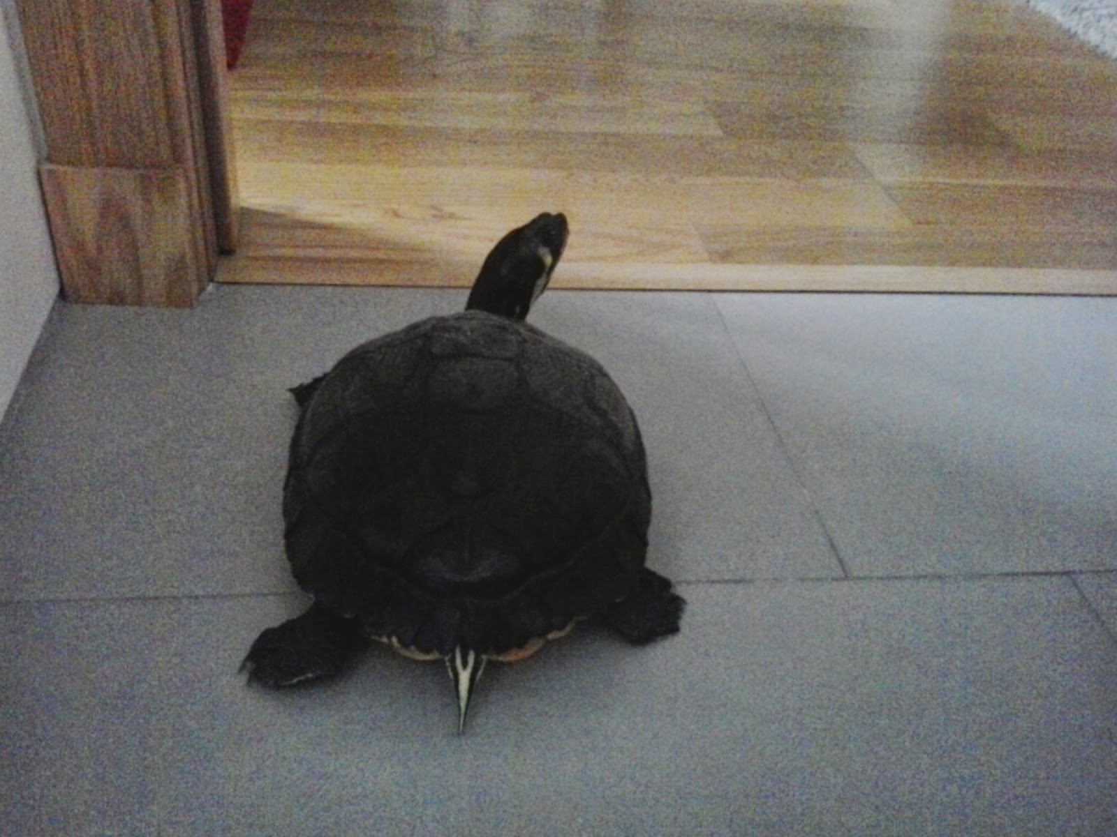 Mi Tortuga Ha Puesto Un Huevo En El Agua