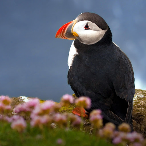 Hd-181232-ascw181232