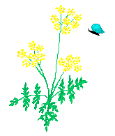 pollination 