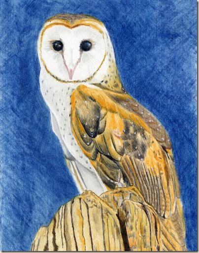 Barn Owl045
