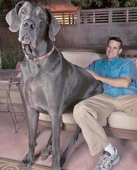 life-style-tallest-dog