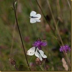 Small White, Pieris rapae: courtship